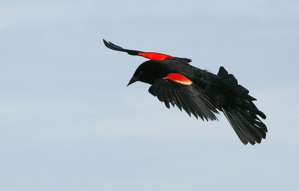 Red Wing Black Bird Flight