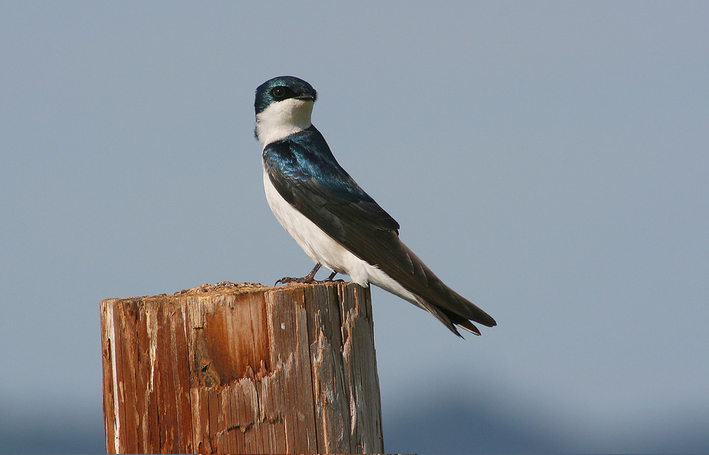 Little Swallow