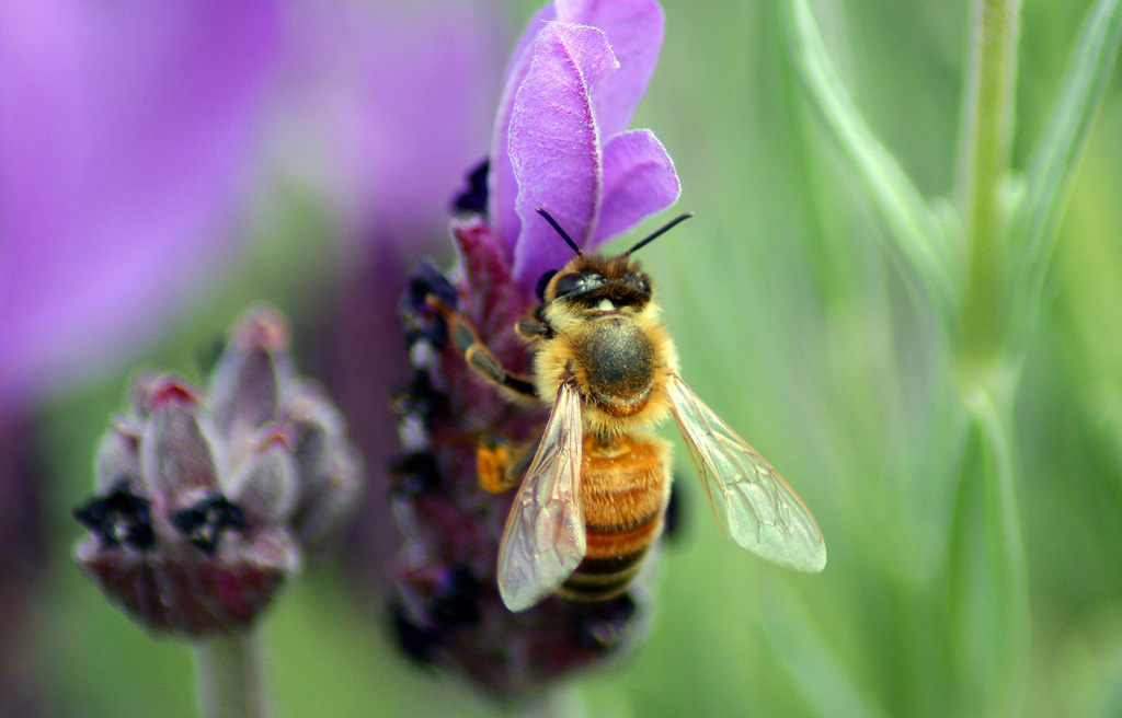 Honey Bee Close
