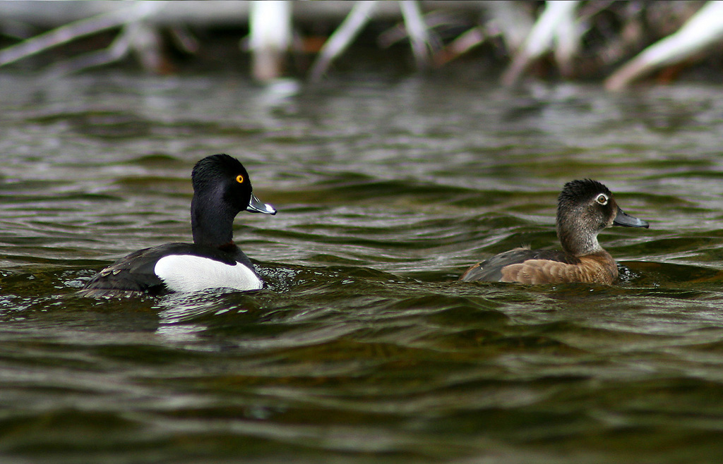 Ring Neck Pair