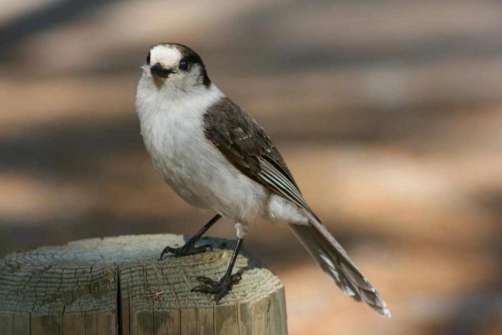 Gray Jay