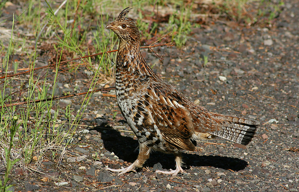 Grouse screeetch