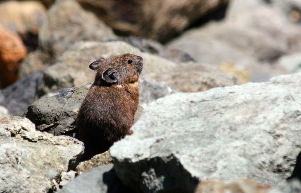 High Altitude Pika
