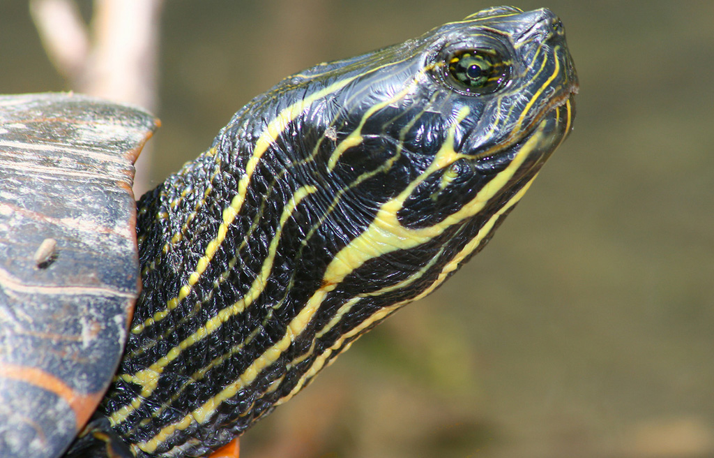Ive Gota Turtle Heed Pookn Out