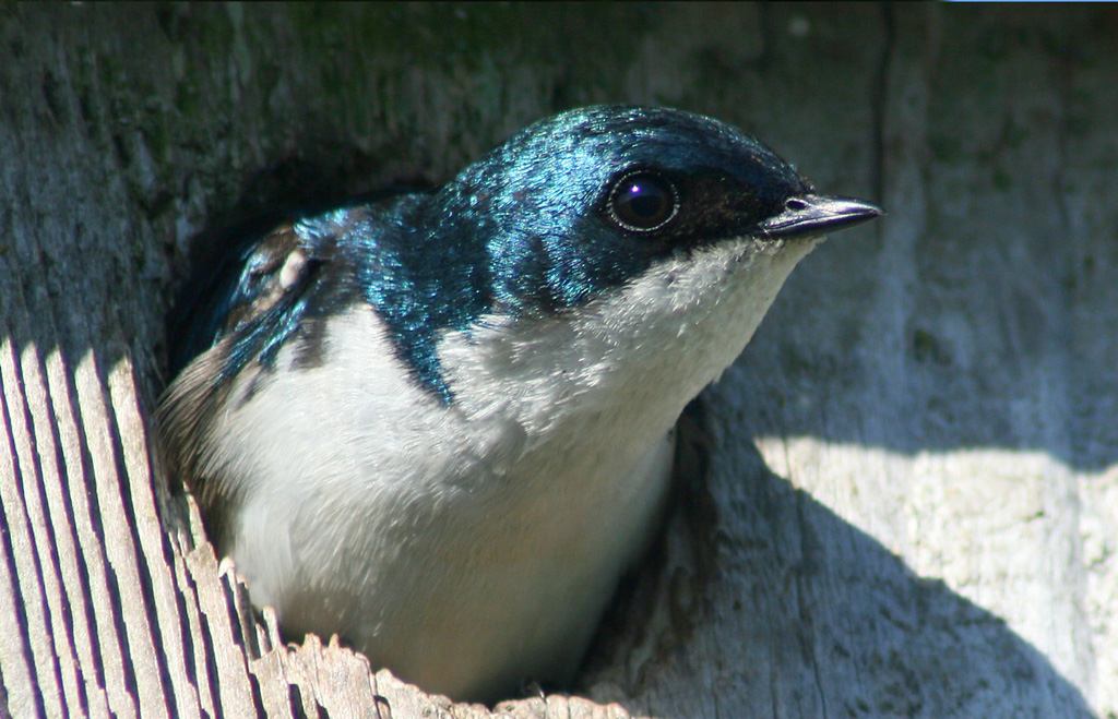 Close-up