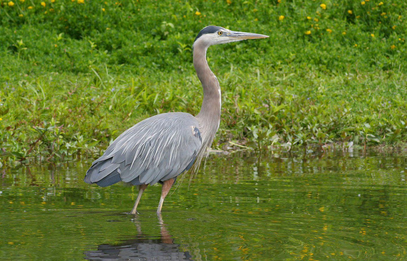 Heron From The Water