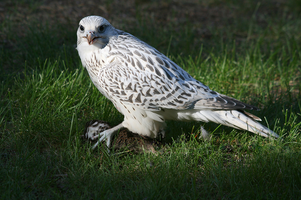 Gyr Falcon