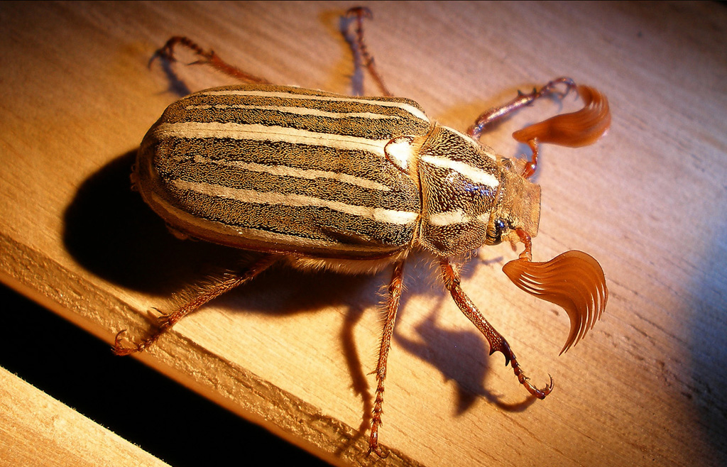 10 Stripe June Beetle