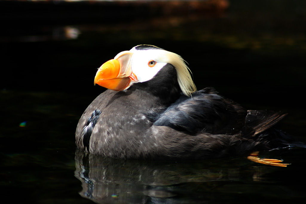 Tuffted Puffin