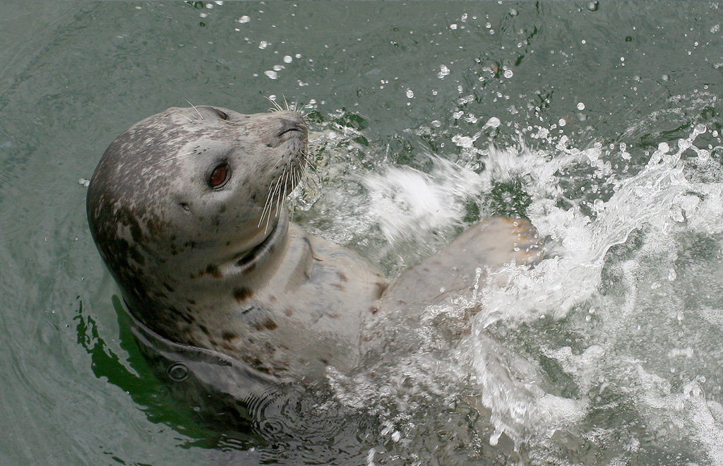Harbor Seal