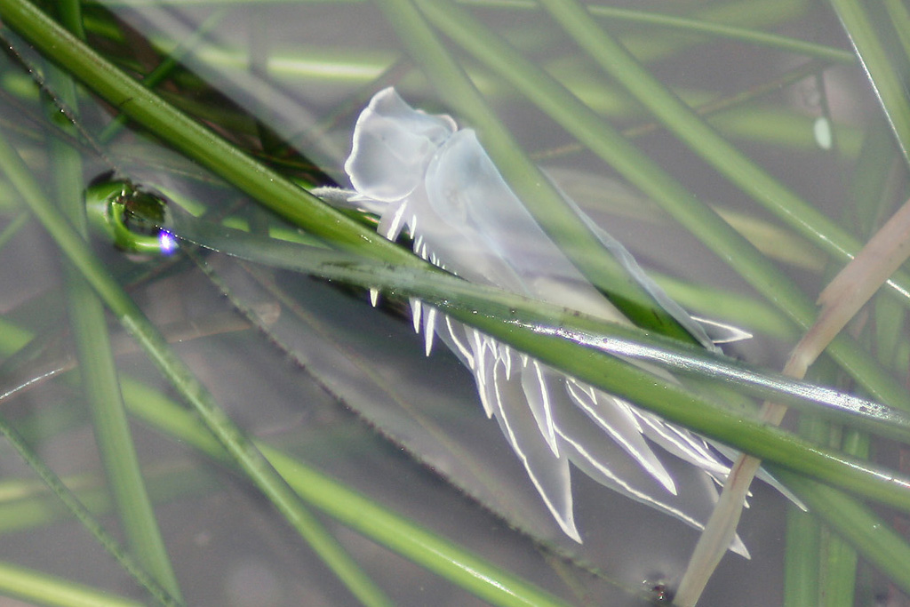 Frosted Nudibranch