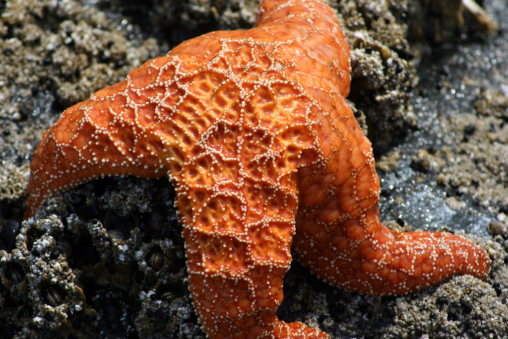 Okur Starfish