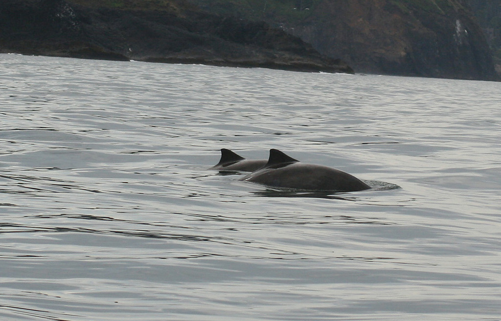 Harbor Porpoise