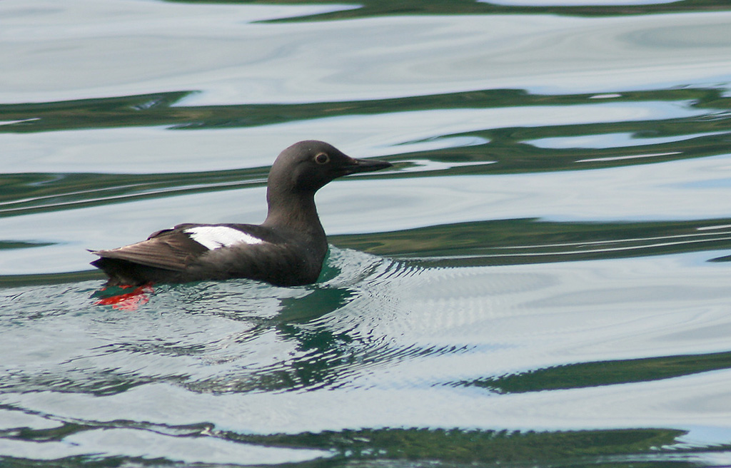 Pigeon Guillemot