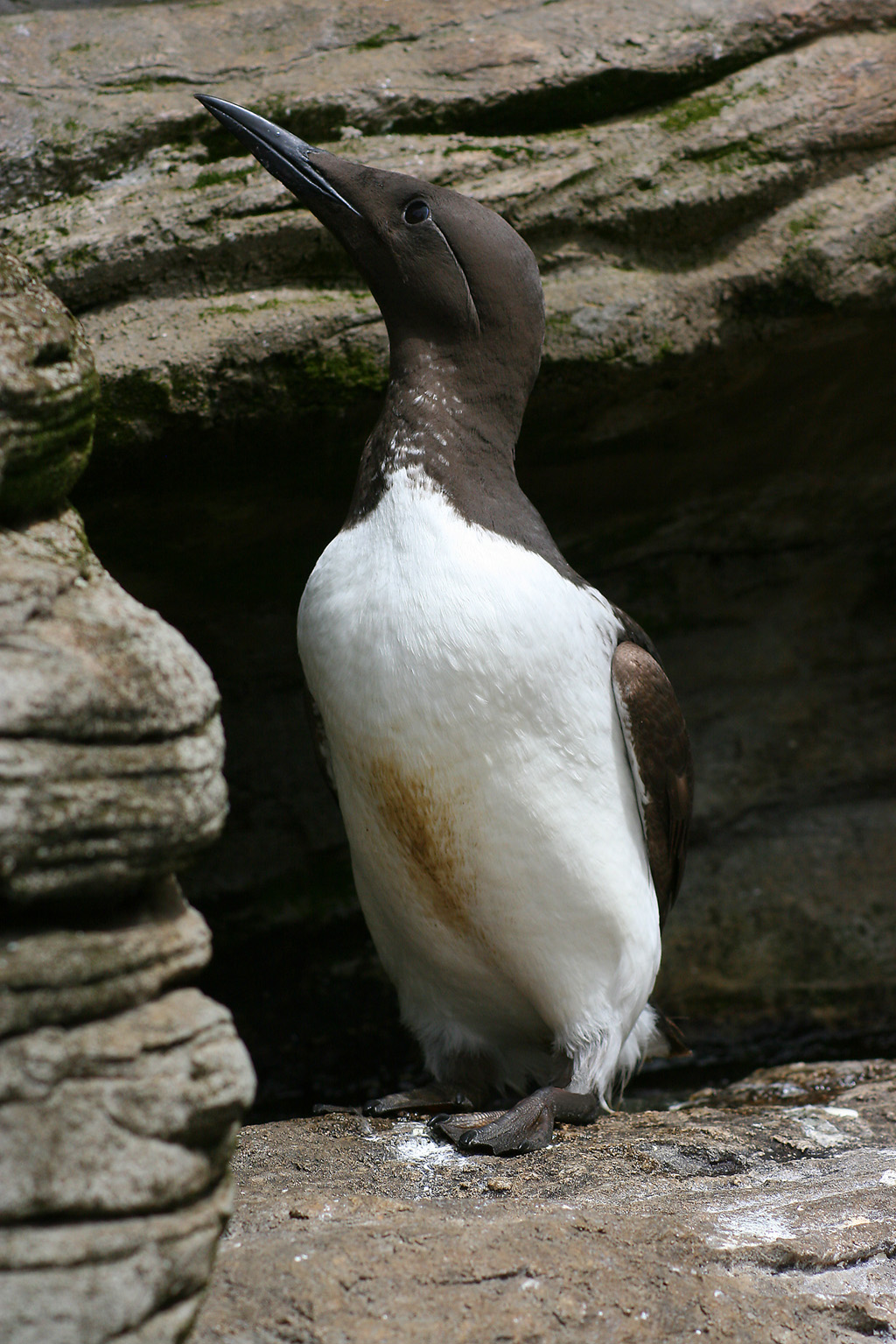Common Murre