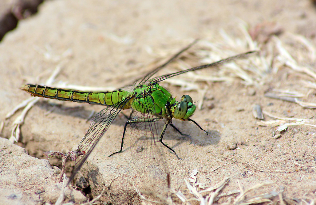 Cool Green