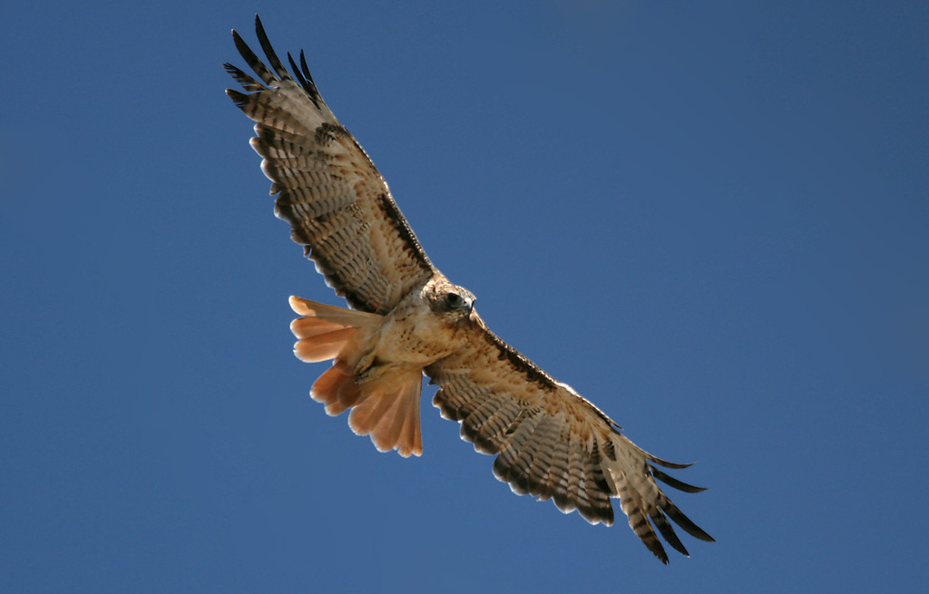 Red Tail Inspection