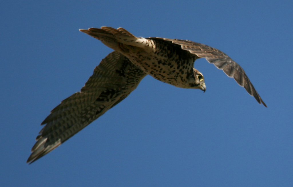 Prairie Falcon