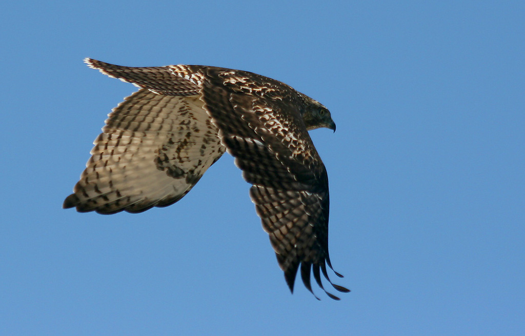 Young Redtail
