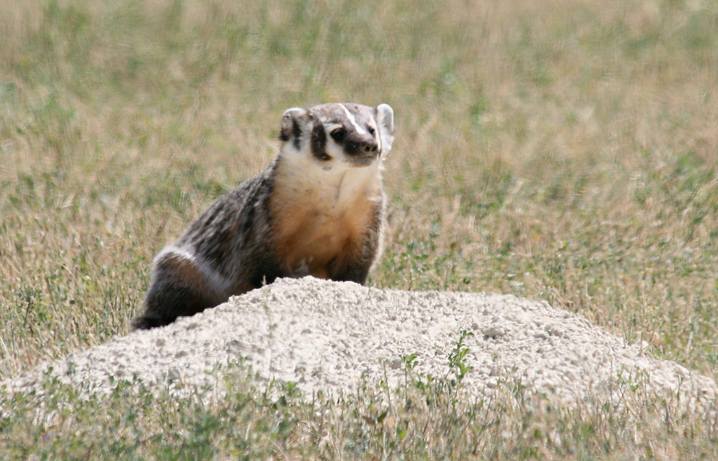 Badger