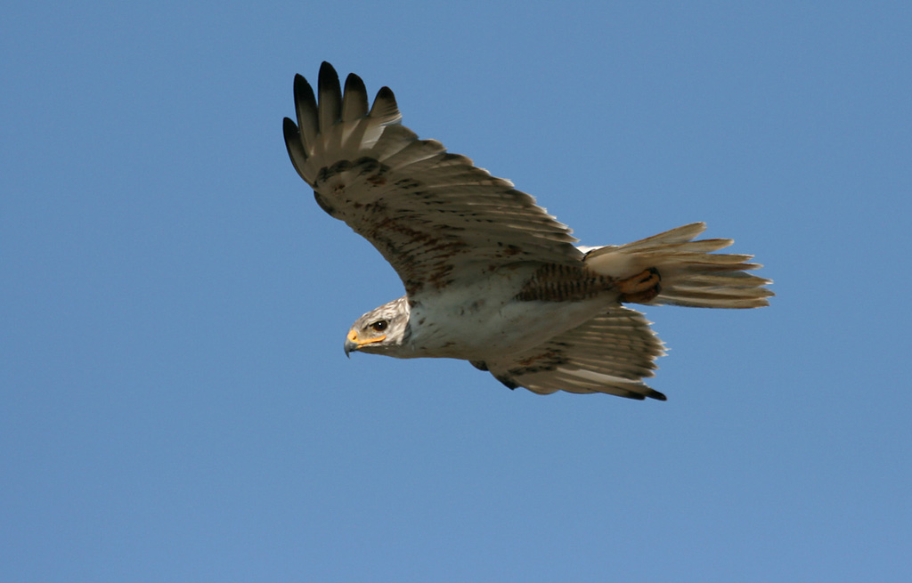 Ferruginous Hawk