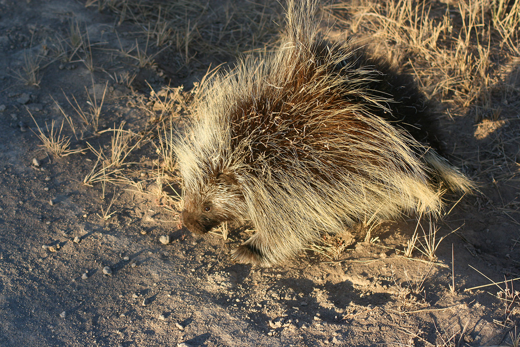 Porcupine