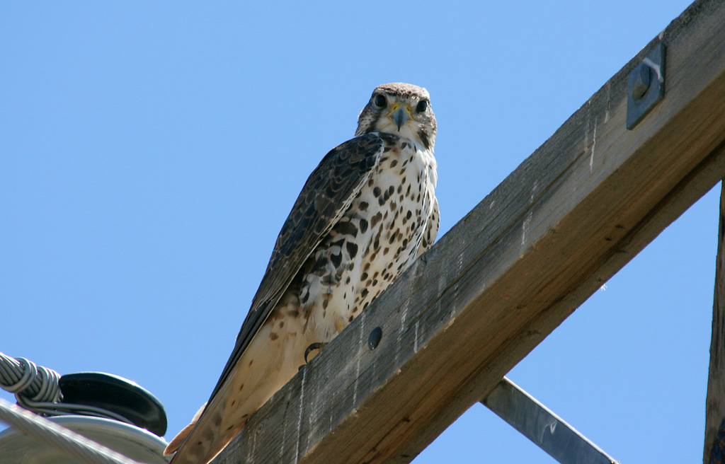 Prairie Falcon