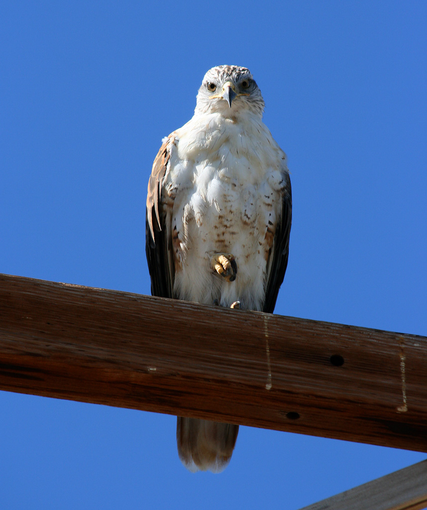 Ferruginous Hawk Gaze