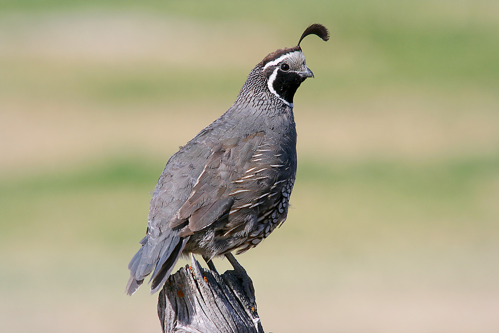 Quail Shot