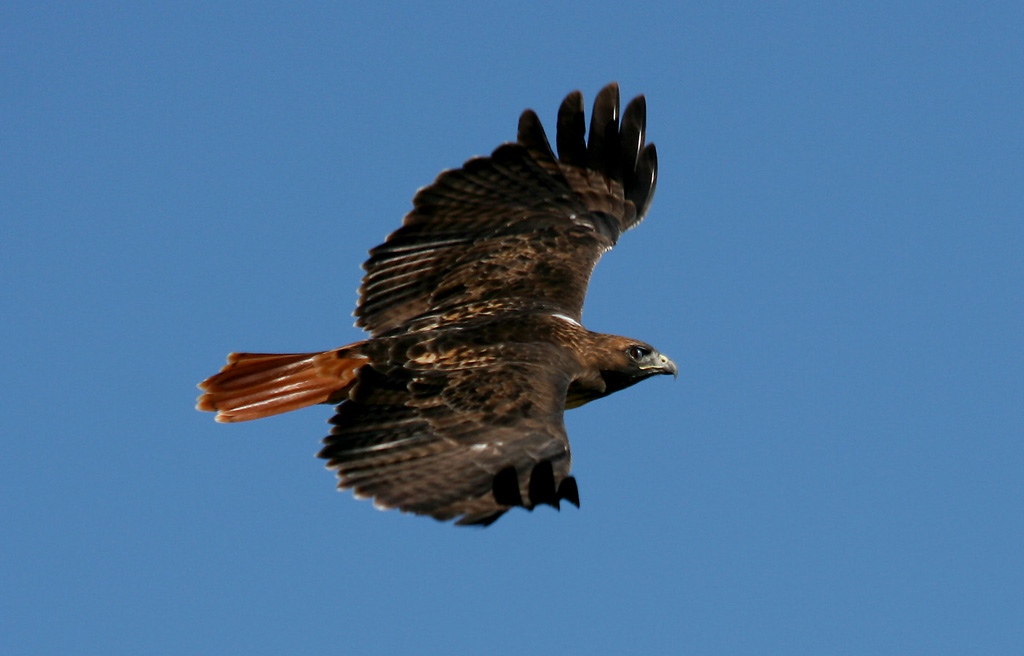 Red Tail Glide