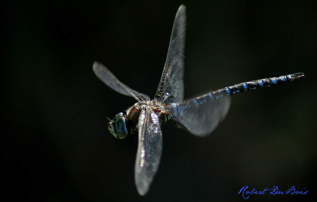 Shutter Speed