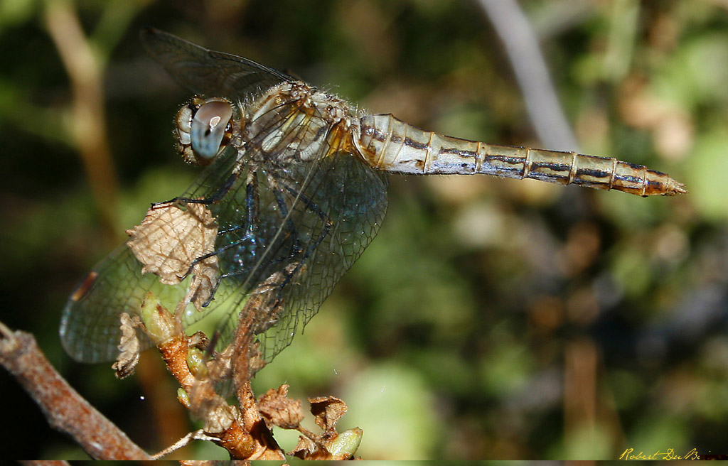 Dragon Fly Macro