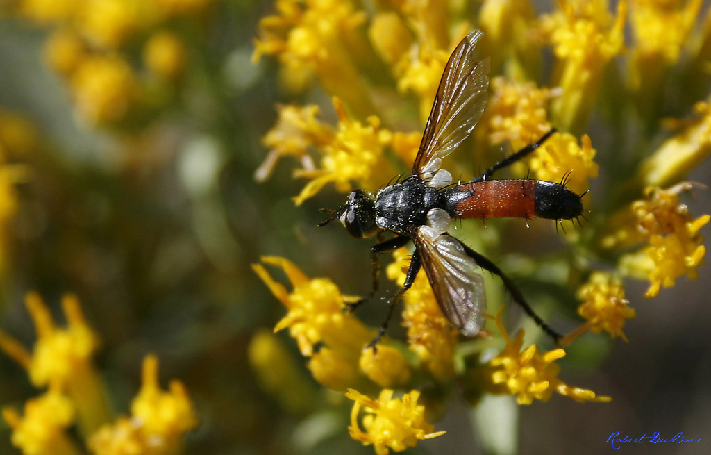 Strange Fly