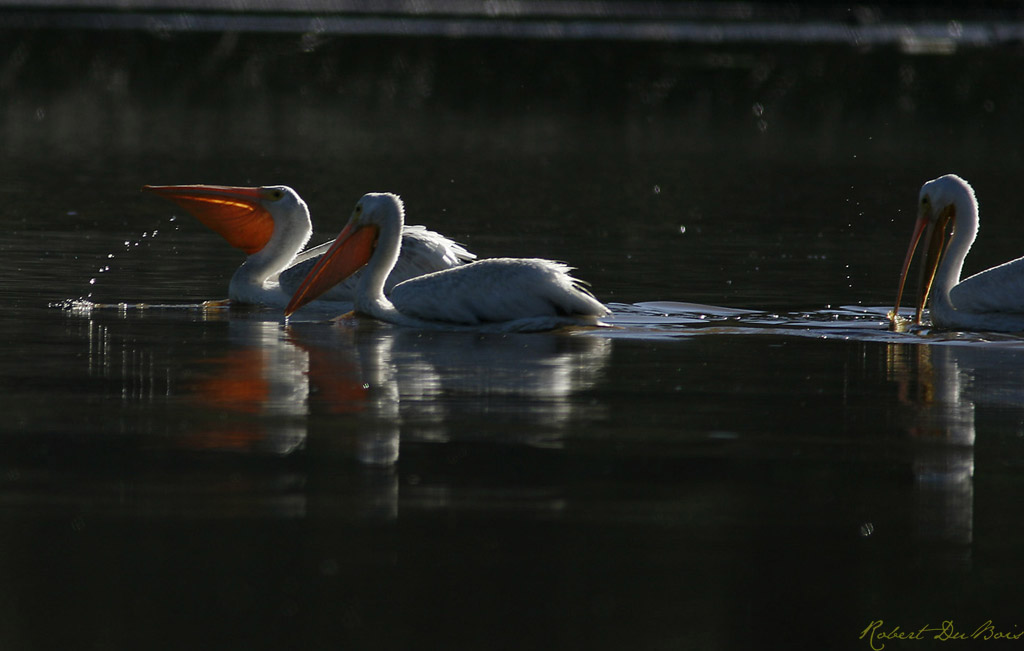 White Pelicans