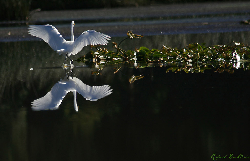 Snowy Egret Landing