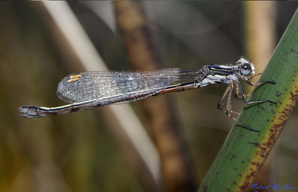 Damsil Fly