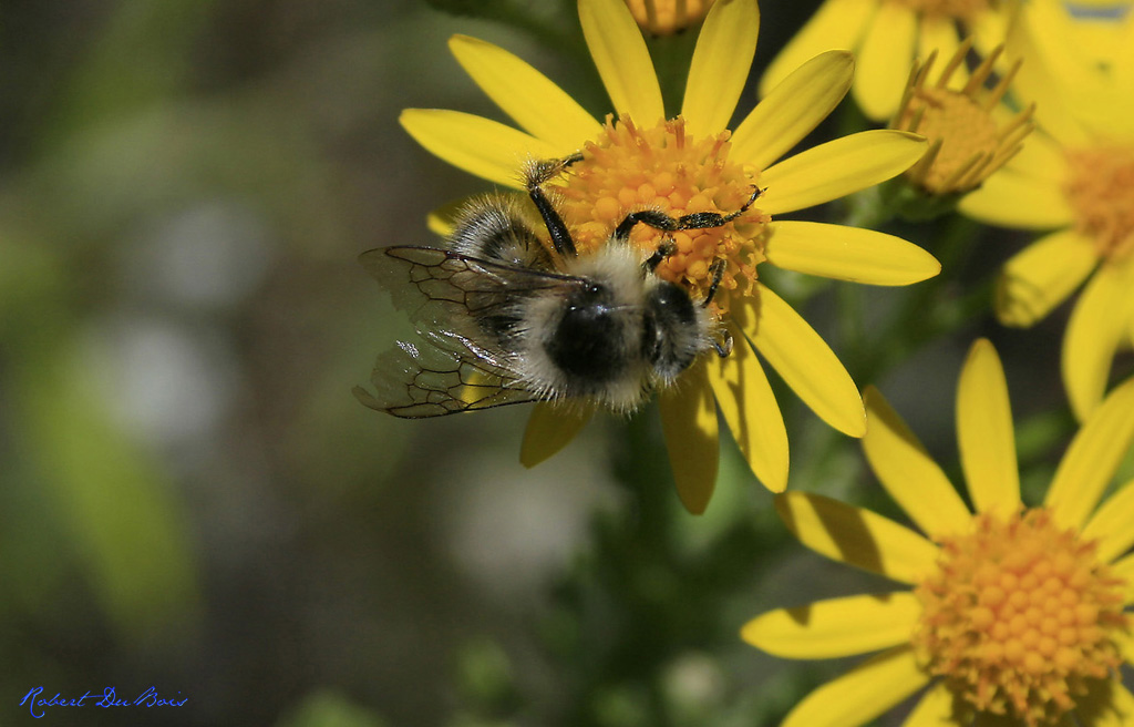 Bumble Bee