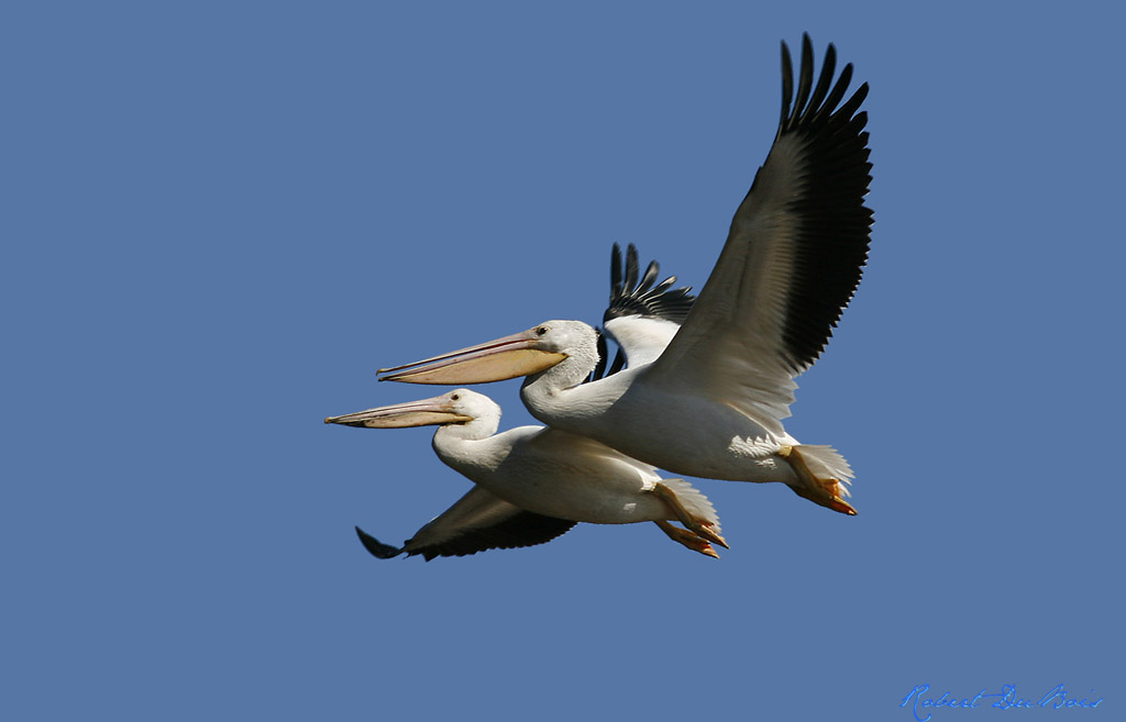 White Pelicans