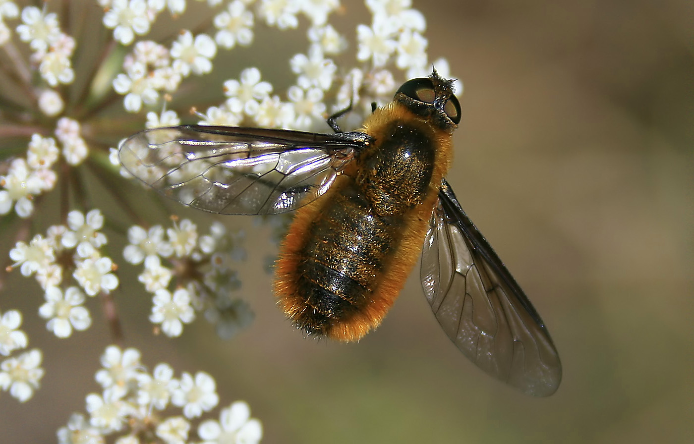 Fly Fuzz