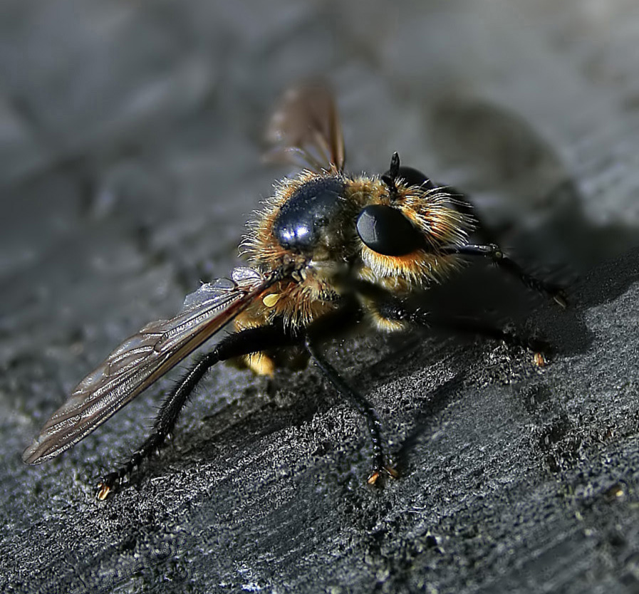 ZZ Top Fly