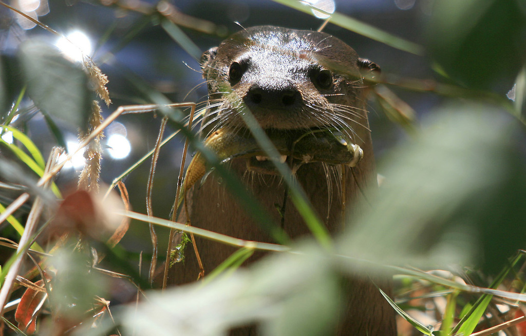 Otter Lunch