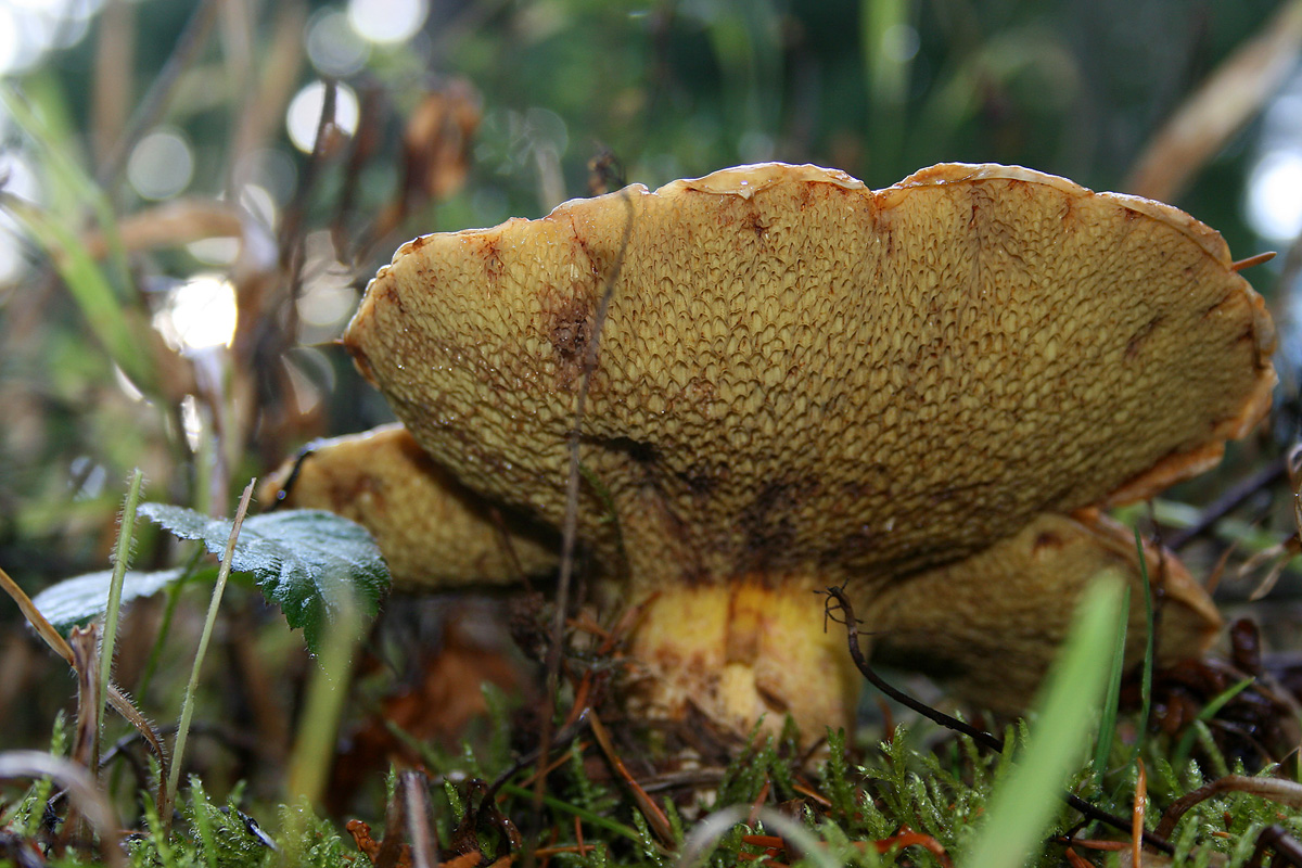 Shroom
