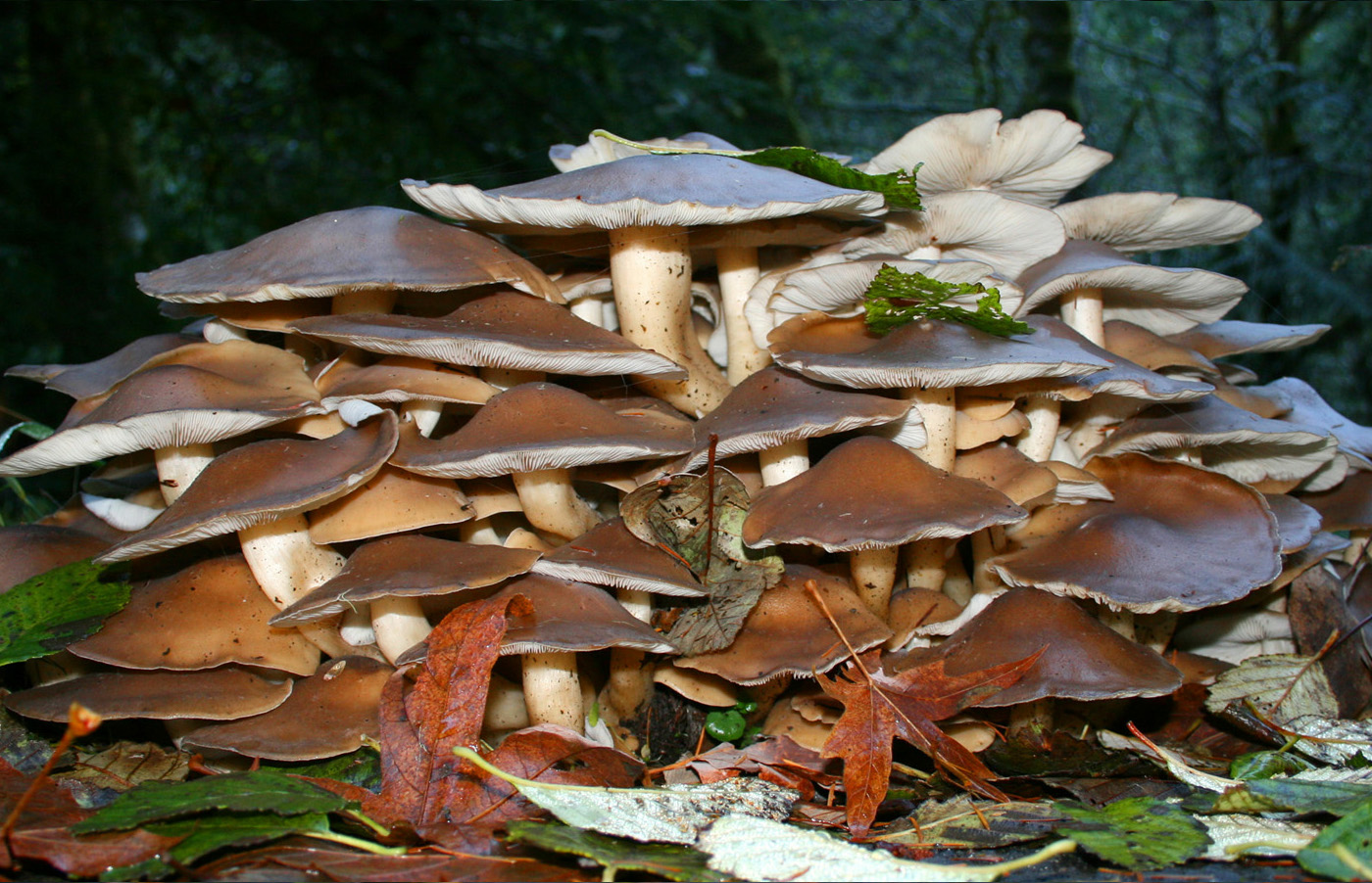 Condo-Shrooms