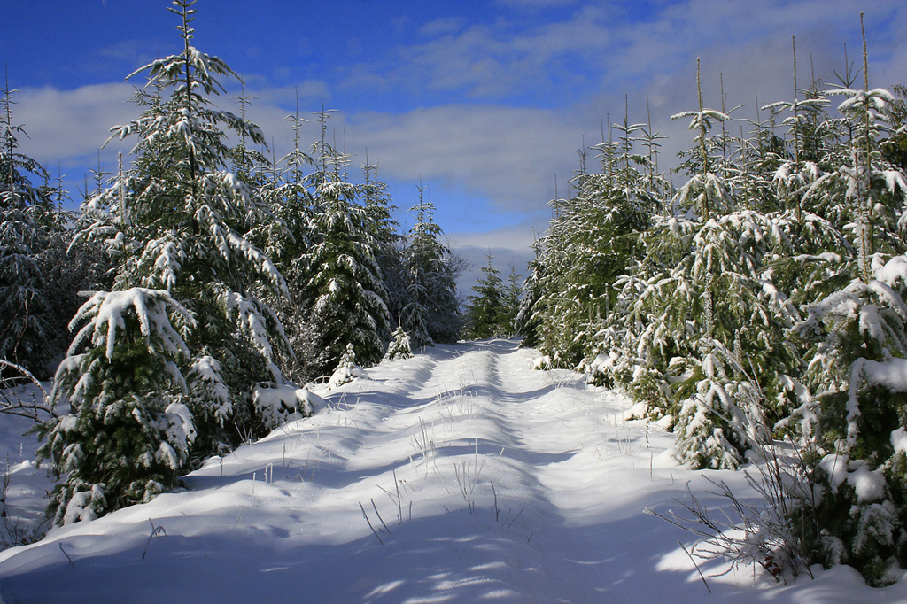 First Snow