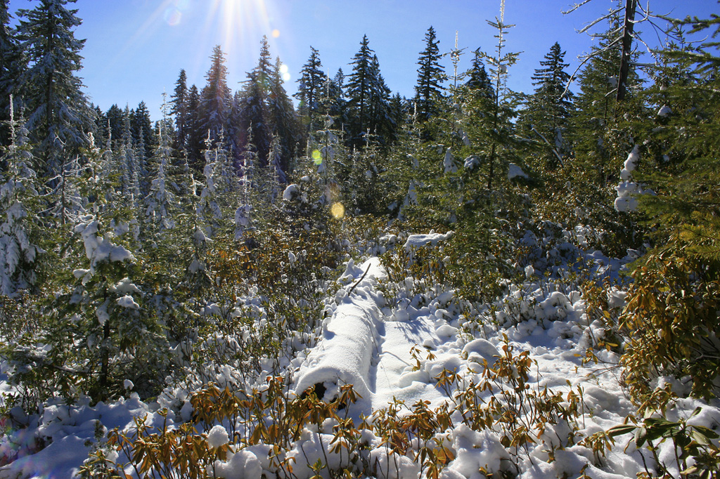 Color With Snow