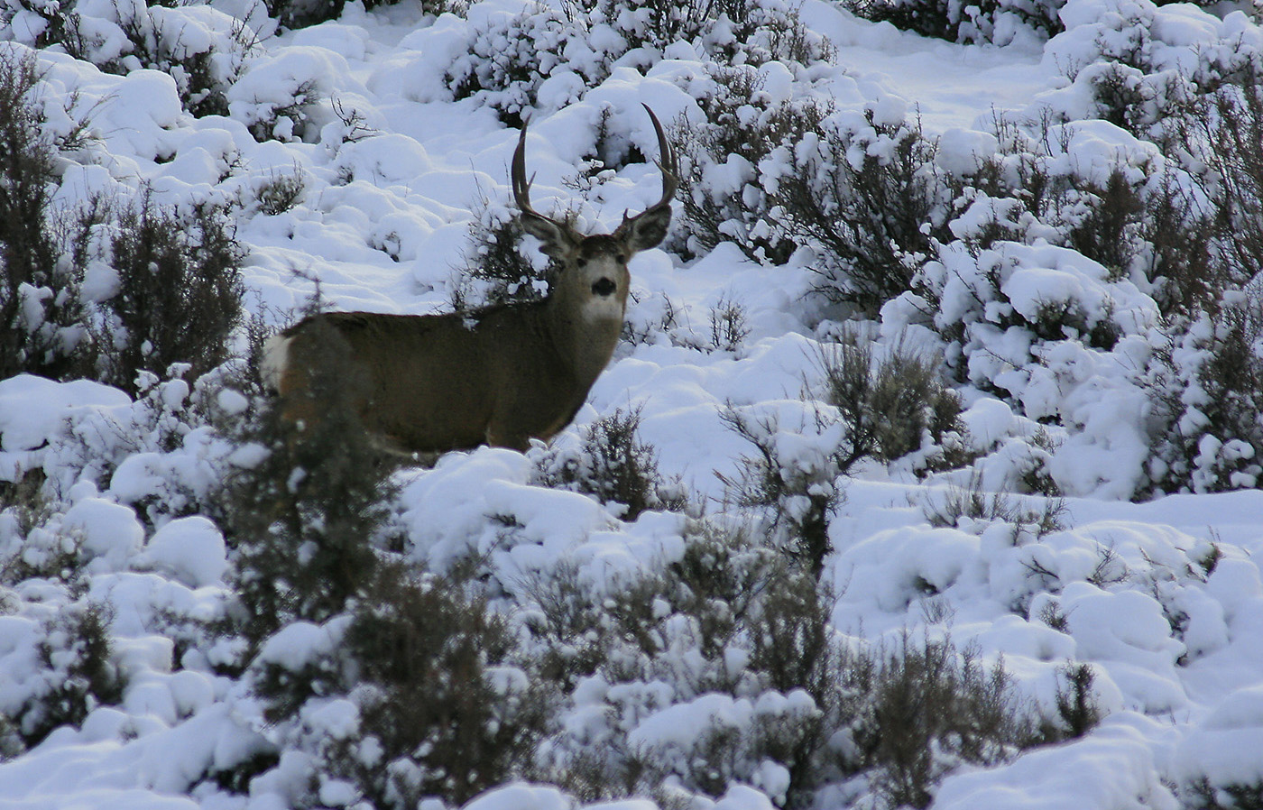 Mule Deer Buck