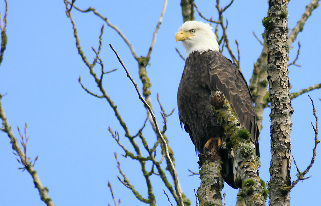 Adult Bald Eagle