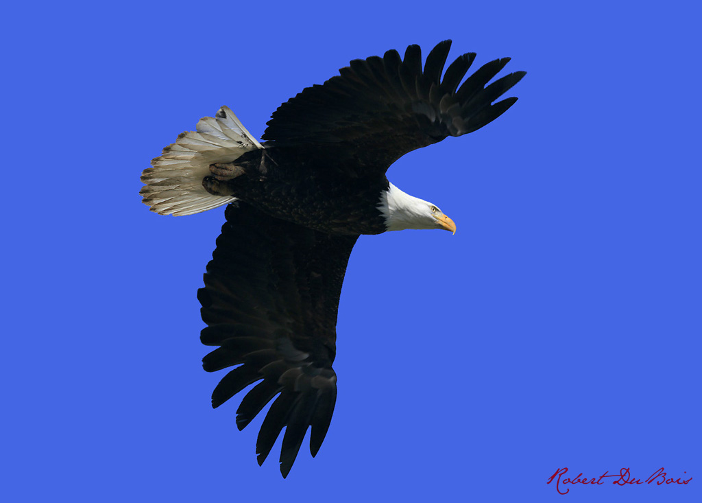 Taking Flight