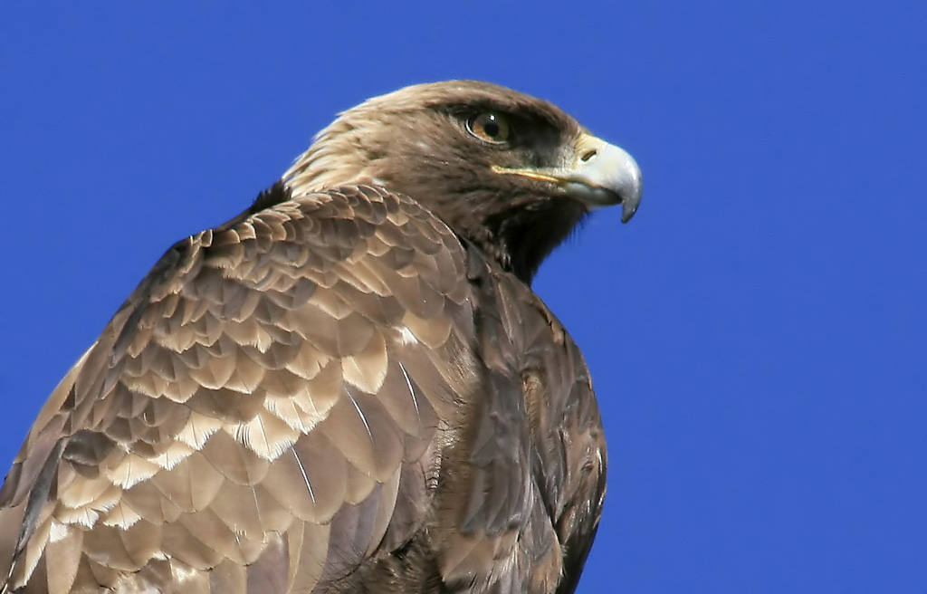 Golden Eagle Closeup