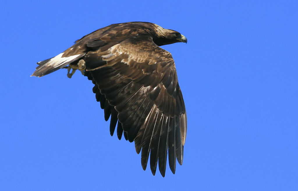 Golden Eagle Snack Time